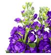 Matthiola mathilda blue 60 - MATMATBLU1