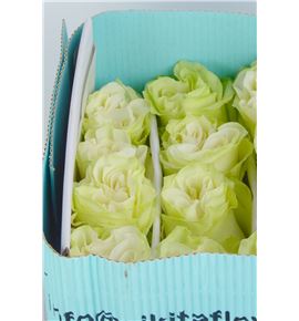 Rosa ecu moonstone 40 - REMOO