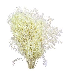 Ruscus fino preservado crema - RUSFINPRECRE