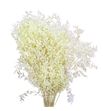 Ruscus fino preservado crema - RUSFINPRECRE