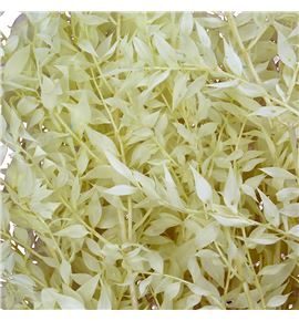 Ruscus fino preservado crema - RUSFINPRECRE