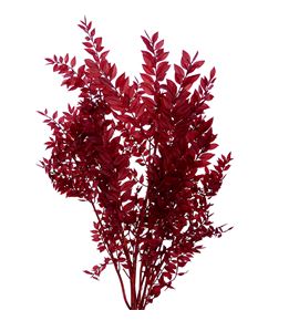Dried ruscus fino preservado coffe - DRIRUSFINPRECOF