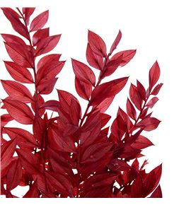 Dried ruscus fino preservado coffe - DRIRUSFINPRECOF