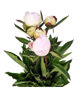 Paeonia blush queen x5 60 - PAEBLUQUE