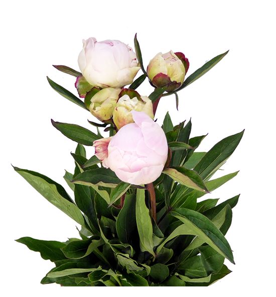 Paeonia blush queen x5 60 - PAEBLUQUE