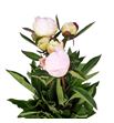 Paeonia blush queen x5 60 - PAEBLUQUE