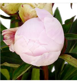Paeonia blush queen x5 60 - PAEBLUQUE