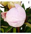 Paeonia blush queen x5 60 - PAEBLUQUE1