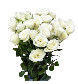 Rs ramificada blanca 60 - RTRBLAN60