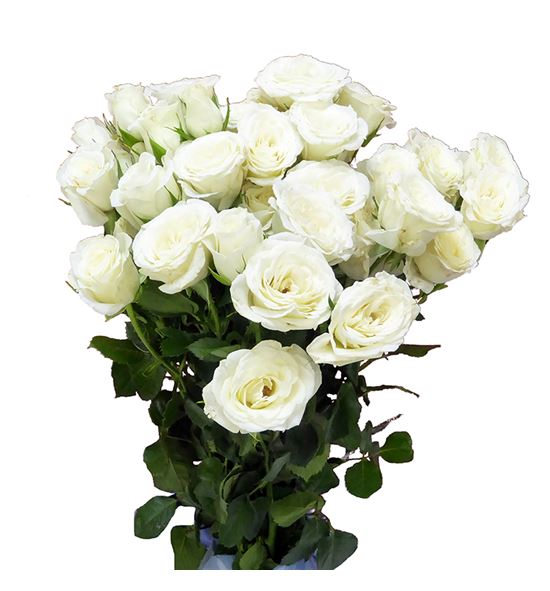 Rs ramificada blanca 60 - RTRBLAN60