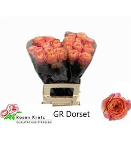 Rosa hol dorset 60 - RGRDOR