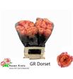 Rosa hol dorset 60 - RGRDOR