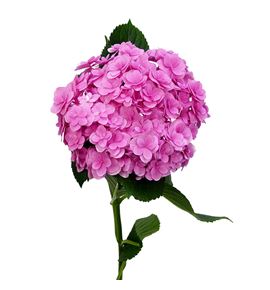 Hydr royal kiss 65 - HYDROYKIS