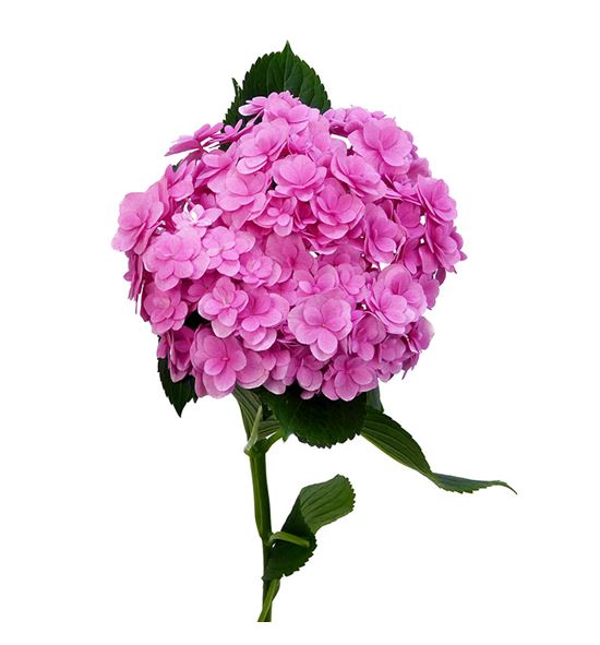 Hydr royal kiss 65 - HYDROYKIS