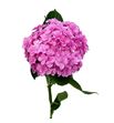 Hydr royal kiss 65 - HYDROYKIS