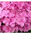 Hydr royal kiss 65 - HYDROYKIS1