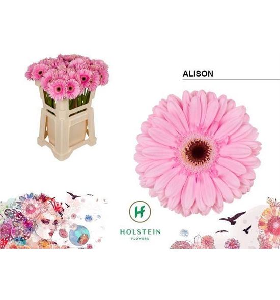 Gerbera alison 50 x10 - GERALI5010