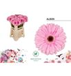 Gerbera alison 50 x10 - GERALI5010