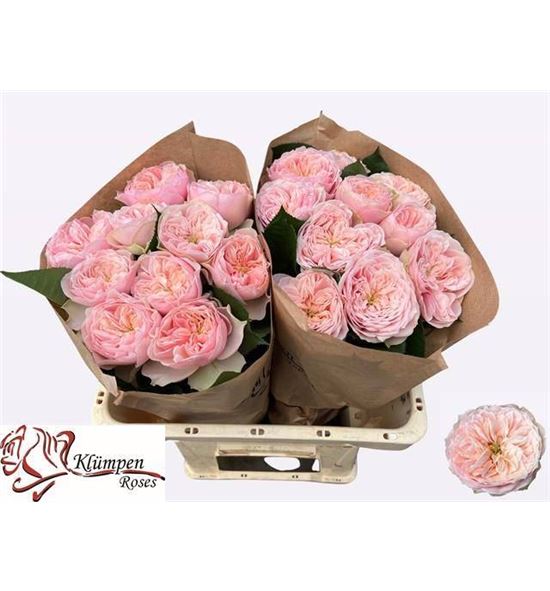 Rosa hol tender love 60 - RGRTENLOV