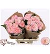 Rosa hol tender love 60 - RGRTENLOV