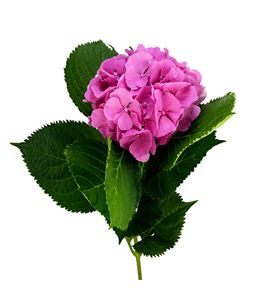 Hydr elbtal rosa 60 - HYDELBROS