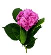 Hydr elbtal rosa 60 - HYDELBROS