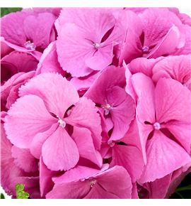 Hydr elbtal rosa 60 - HYDELBROS