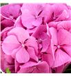 Hydr elbtal rosa 60 - HYDELBROS1