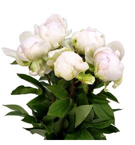 Paeonia bright white x5 60 - PAEBRIWHI