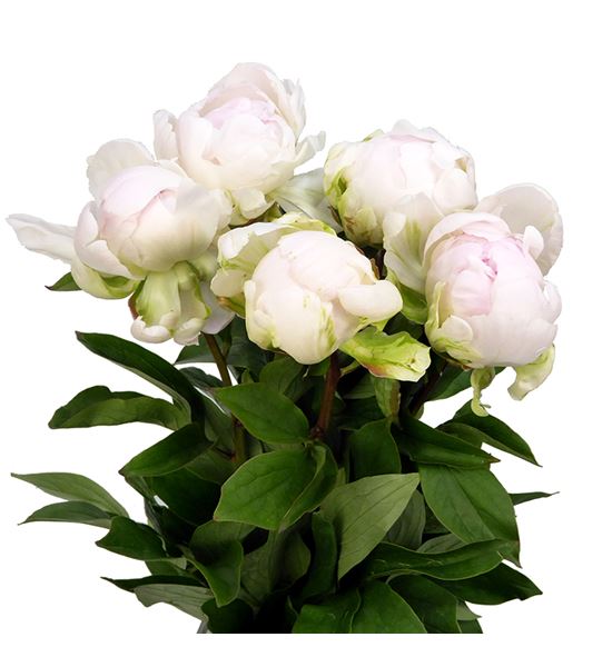 Paeonia bright white x5 60 - PAEBRIWHI