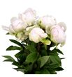Paeonia bright white x5 60 - PAEBRIWHI