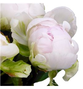 Paeonia bright white x5 60 - PAEBRIWHI