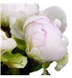 Paeonia bright white x5 60 - PAEBRIWHI1
