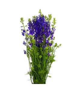 Delphinium ridderspoor azul dnk 80 - DELDIPAZUDNK