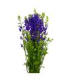 Delphinium ridderspoor azul dnk 80 - DELDIPAZUDNK