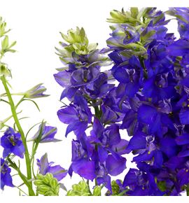 Delphinium ridderspoor azul dnk 80 - DELDIPAZUDNK