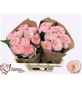 Rosa hol tender love 50 - RGRTENLOV
