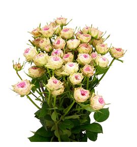 Rs ramificada grandma finest daisy 50 - RTRGRAFINDAI