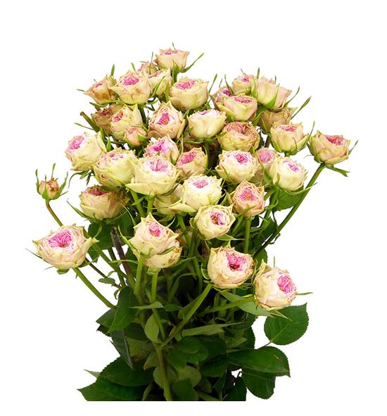 Rs ramificada grandma finest daisy 50 - RTRGRAFINDAI