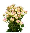 Rs ramificada grandma finest daisy 50 - RTRGRAFINDAI