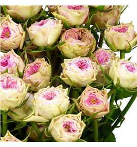 Rs ramificada grandma finest daisy 50 - RTRGRAFINDAI