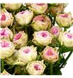Rs ramificada grandma finest daisy 50 - RTRGRAFINDAI1