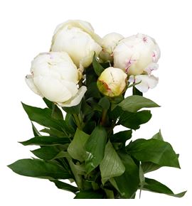 Paeonia kelways glorious x5 60 - PAEKELGLO