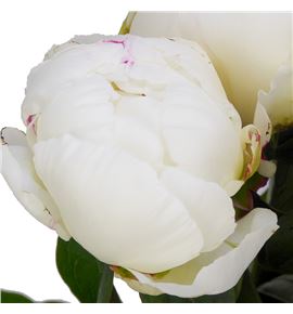 Paeonia kelways glorious x5 60 - PAEKELGLO