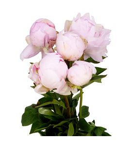 Paeonia mother choice x5 60 - PAEMOTCHO