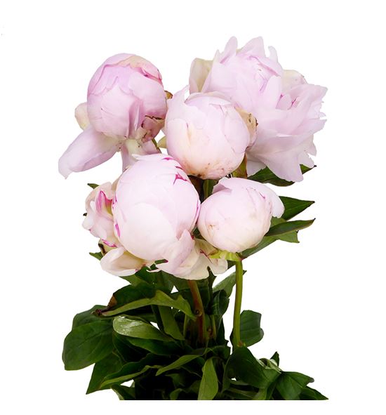 Paeonia mother choice x5 60 - PAEMOTCHO