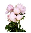 Paeonia mother choice x5 60 - PAEMOTCHO
