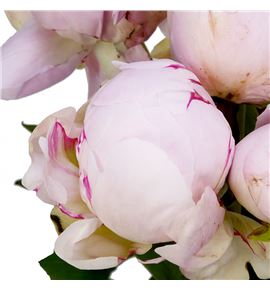 Paeonia mother choice x5 60 - PAEMOTCHO