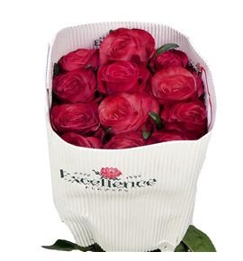 Rosa ecu amira 40 - REAMI