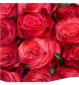 Rosa ecu amira 40 - REAMI